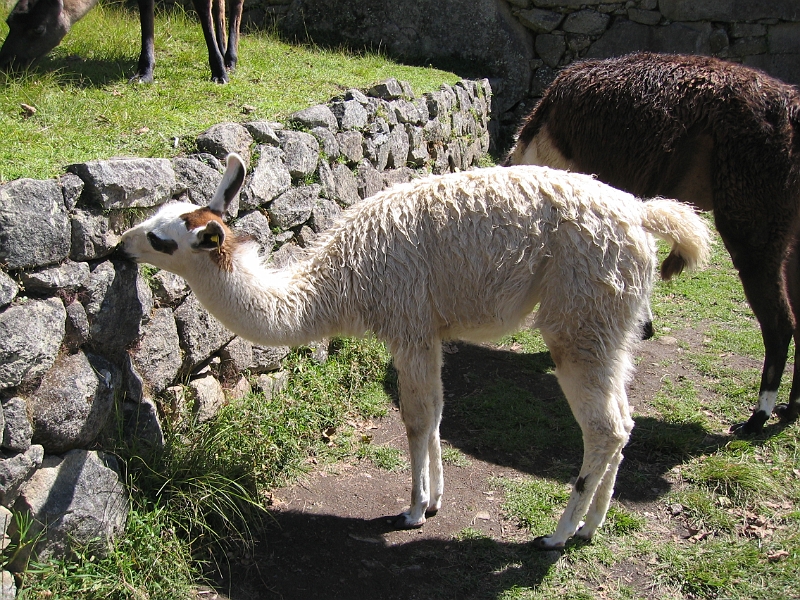 0806110061.JPG - Day 5, Wednesday, June 11, Machu Picchu