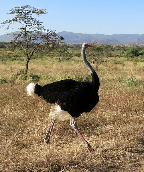 day02IMG_0233.jpg - Male ostrich, Samburu Reserve, Kenya