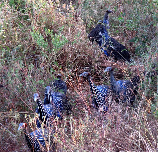 day02IMG_2017.jpg - Vulturine guineafowls, Samburu Reserve, Kenya