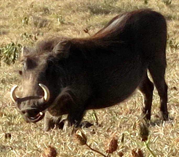 day05IMG_0411.jpg - Warthog, Lake Nakuru National Park, Kenya