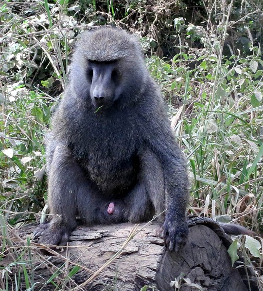 day05IMG_0459.jpg - Baboon, Lake Nakuru National Park, Kenya